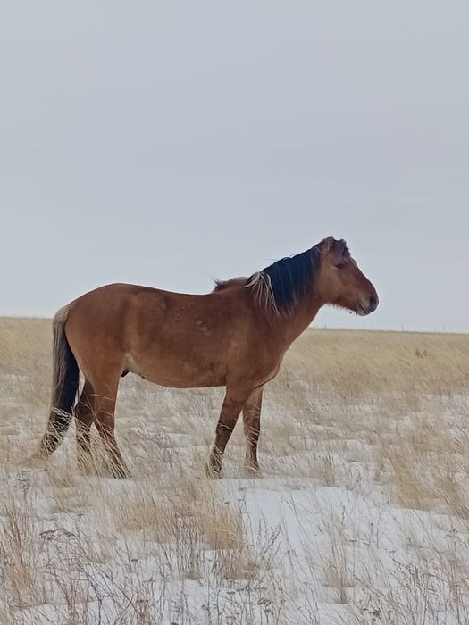 Кұла Айғыр сатылады