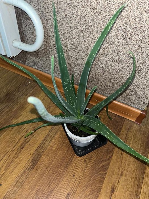 Большие цветы продаю