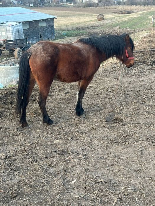 Schimb 2 manze de 2 și 3 ani cu vaca cu vitel