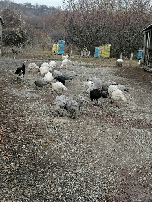 Пуйки и пуяци за продажба