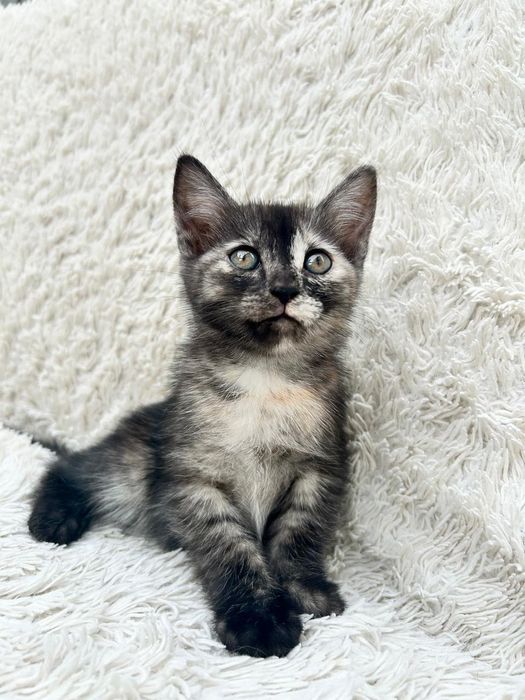 Отдам котят в добрые руки.