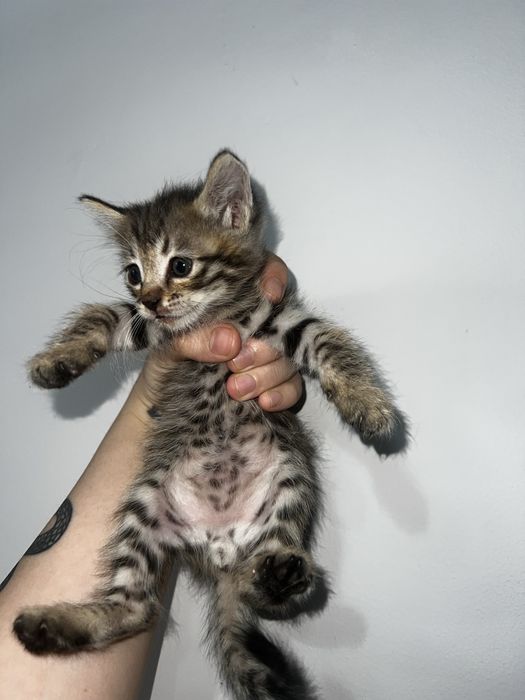 Котята красивые