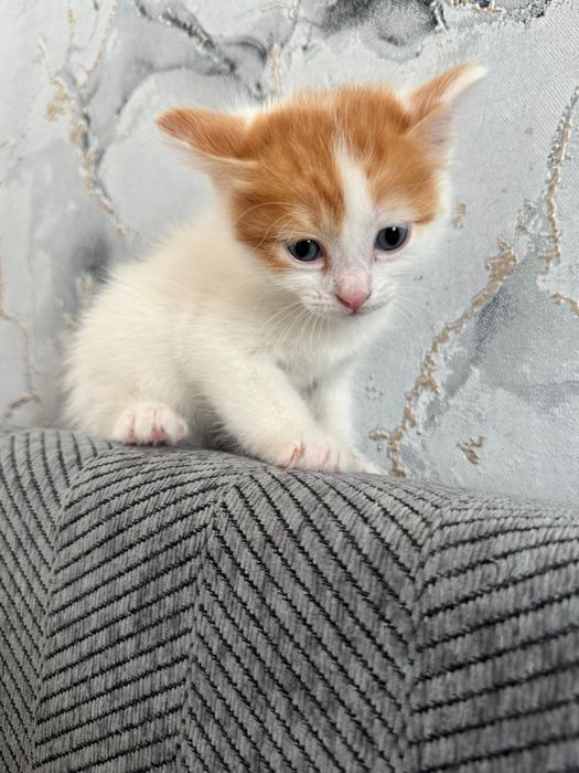 Отдам котят в добрые руки 2 девочки 2 мальчика