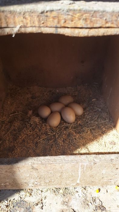 Индоутки  семейка