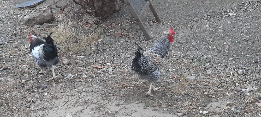 Қораз 50000 тенге