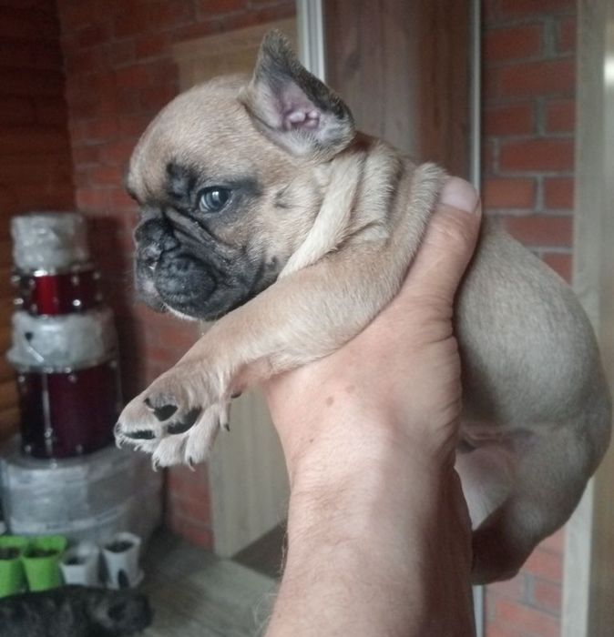 Французский бульдог ищет подругу