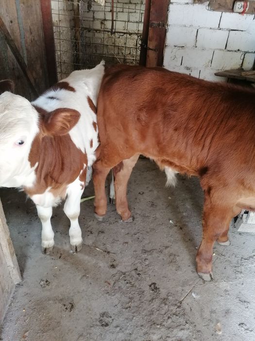 Da vânzare vițel și vita