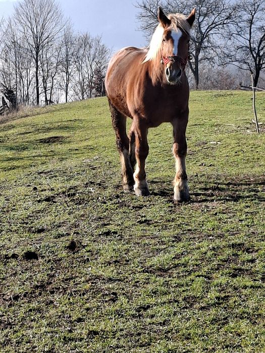 Vând mânz  de un an și opt luni