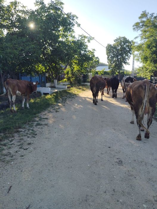 VACI BALTATE BOTOSANI visual data 5