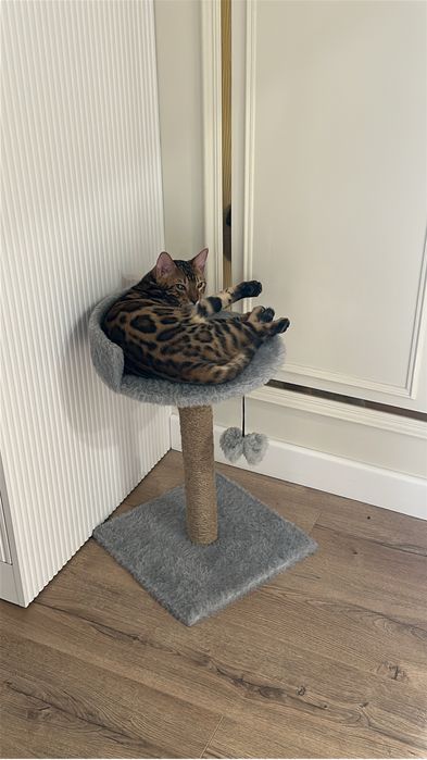 Лоток ,наполнитель