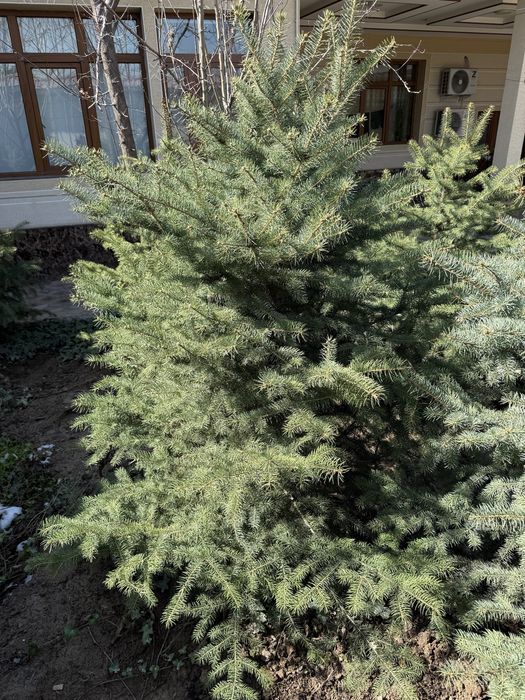 Xar xil archalar bor