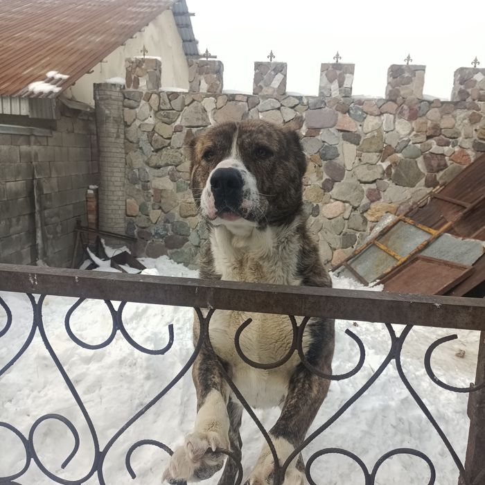 Продается Алабай в хорошие руки