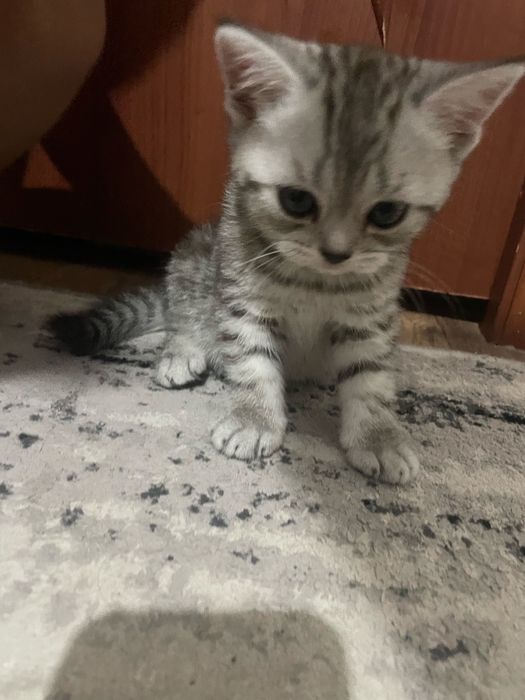 Продам Котенок скоттиш страйт