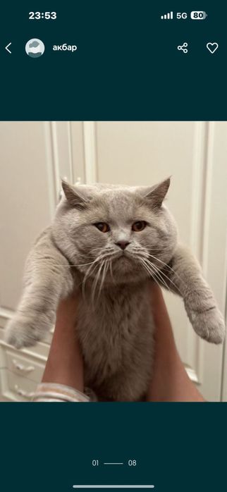 Вязка,Британский кот!!