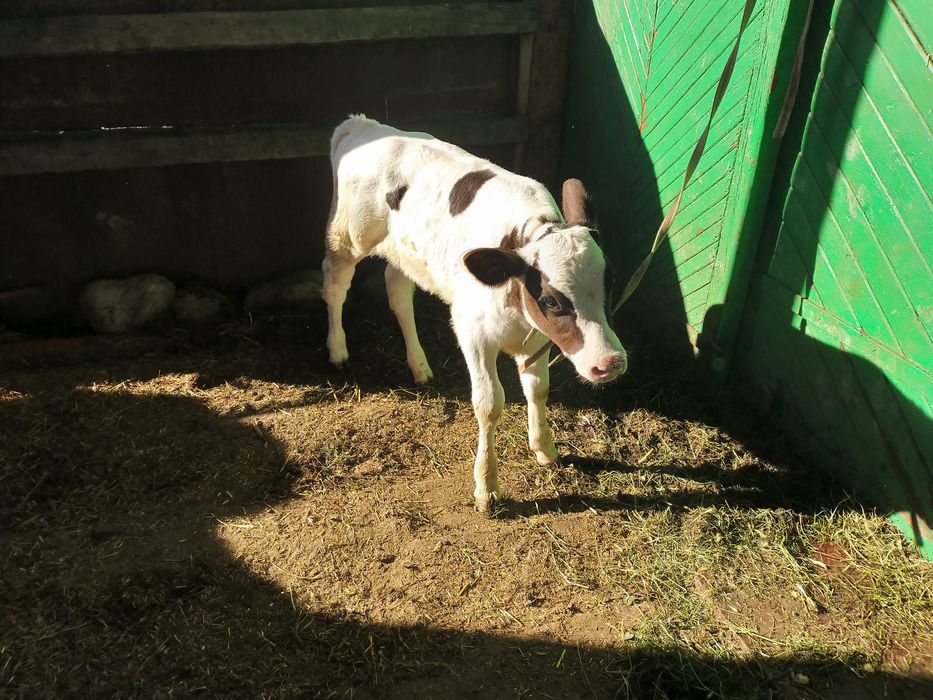 Телята здоровые.