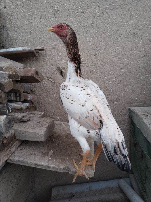 2 ta hamtana yirik uzun yahshi toza zot joja tovula