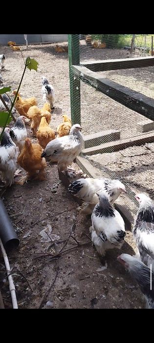 Vând  pui de Brahma herminat deschis și cochinchina galben , perechi