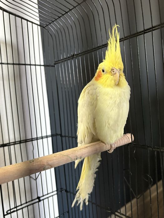 Vand nimfe pereche, cumparate de la animax