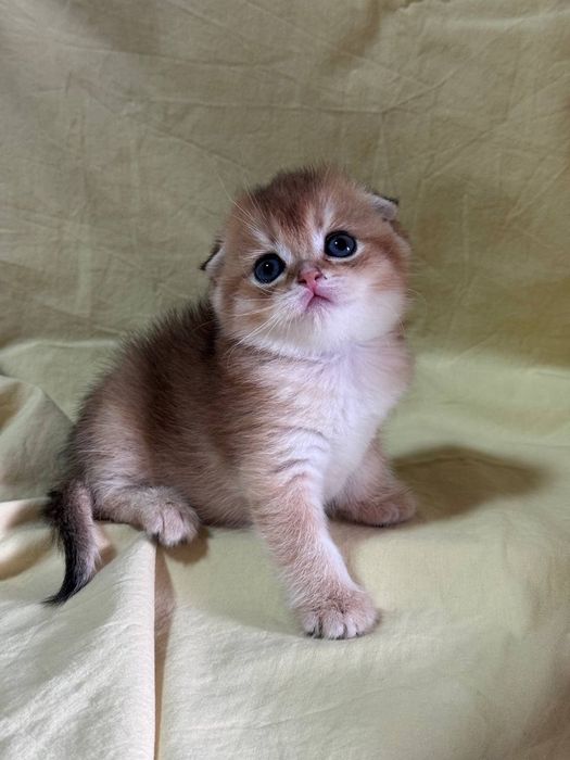 Мальчик скотиш фолд 13.04.26г.