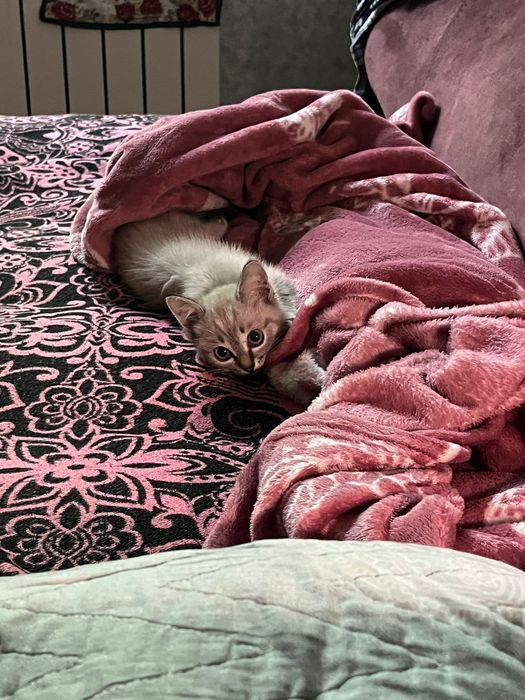 Невская маскарадная котик