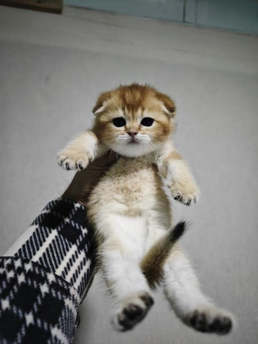 Zaltoy shinshila qiz bola