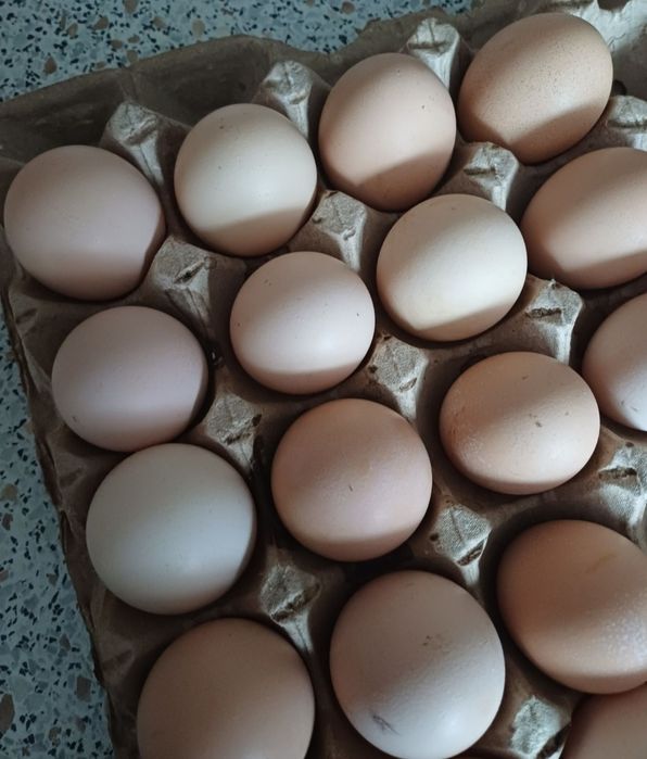 Продам Яйца В Инкубатор Другое