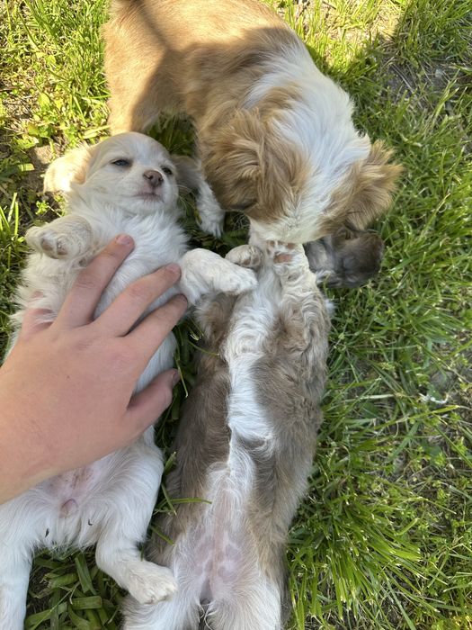 Кученца чихуа-хуа за повече информация на лично или на тел: 0887890080