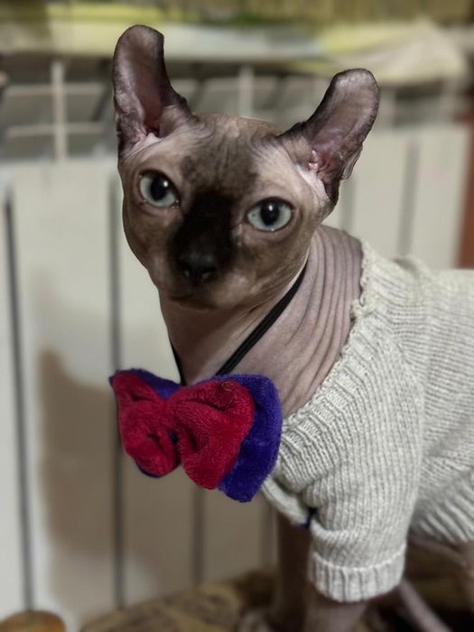Котята сфинкс эльфы