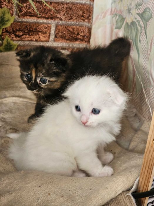 Продаю котодеток