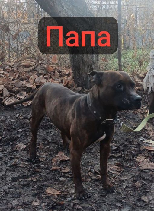 Продаётся Щенок породы Питбультерьер