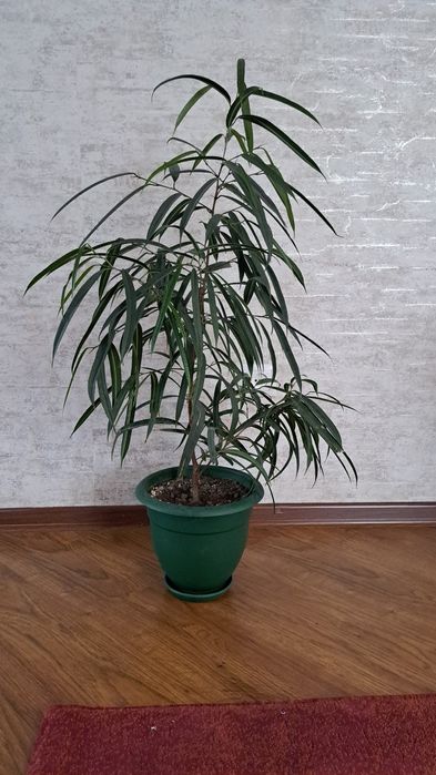 Большие комнатные цветы