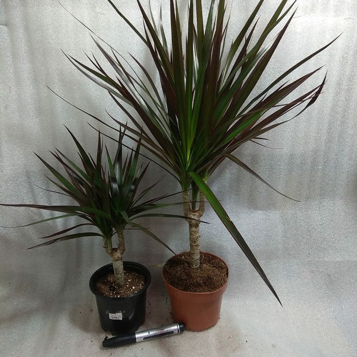 Драцены маргината разного размера