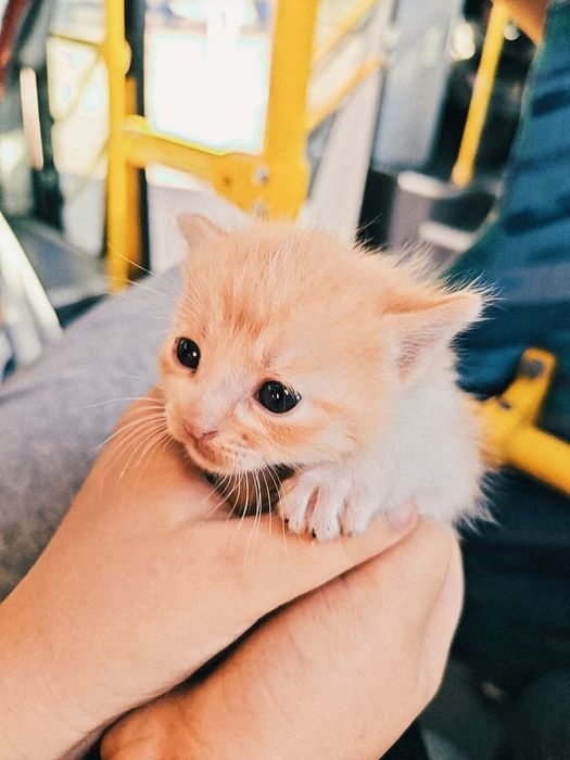 Отдам котят бесплатно!!!