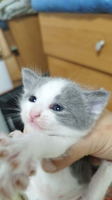 Отдам котят бесплатно