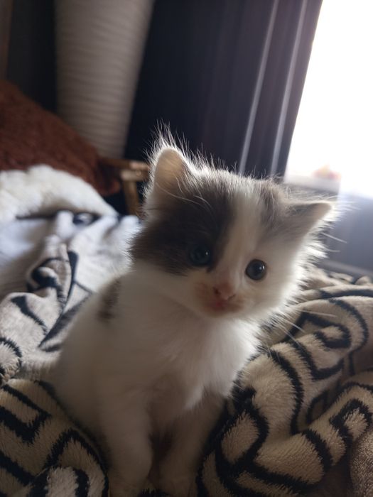 Британский котенок девочка