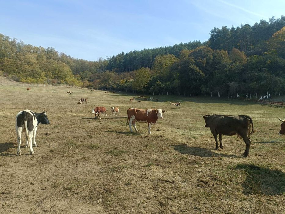 Vaci de vânzare , viței