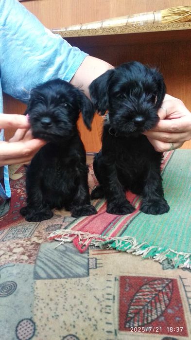 Продаются щенки цвергшнауцера