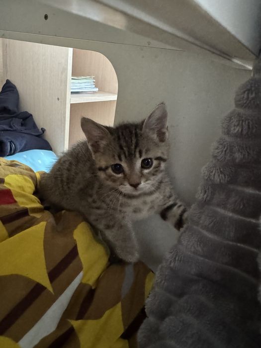 Котята породистые