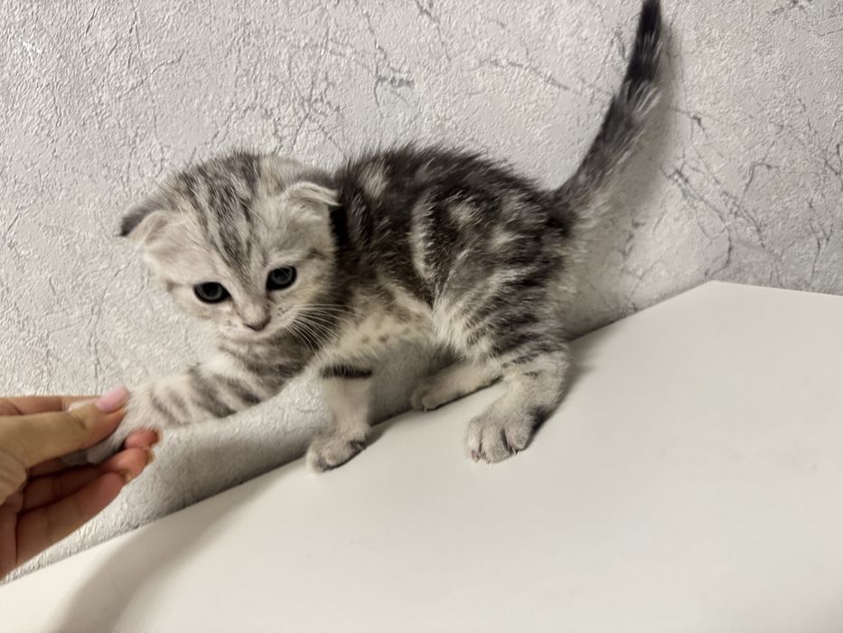 Британский котенок 2 девочки