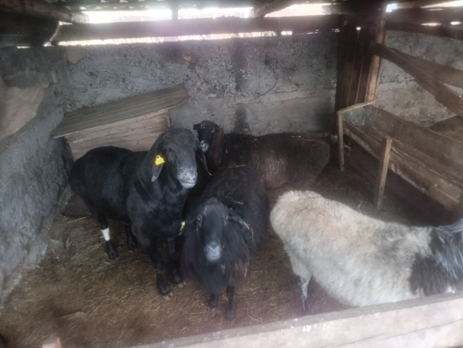 Продам дом сад Энтузиастов