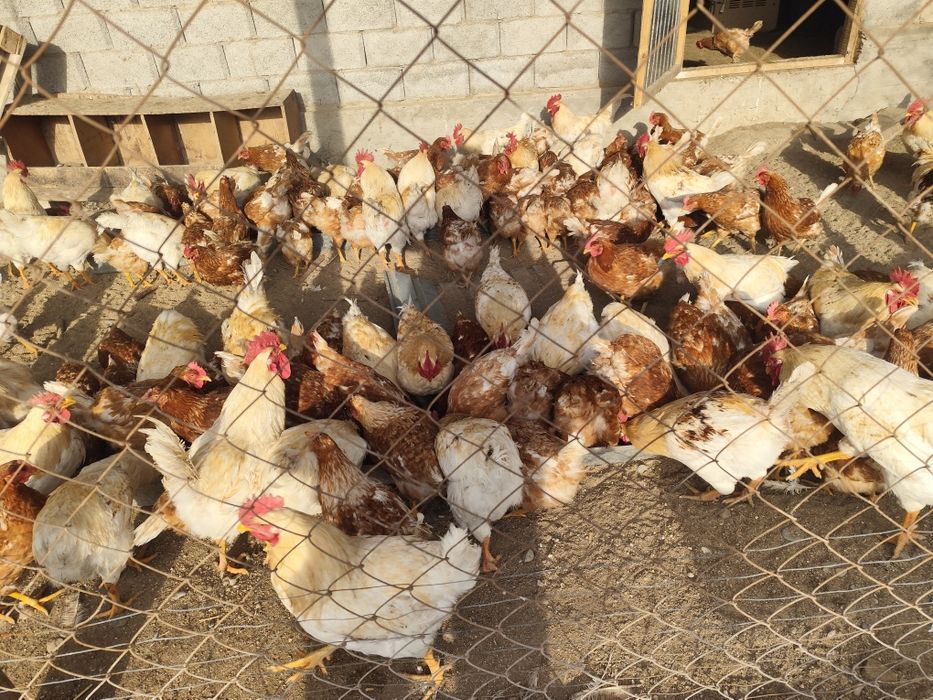 ломан брауын кораздар сатылады