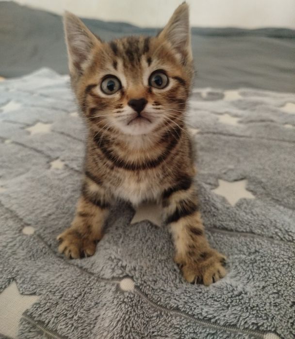 Отдам котят бесплатно