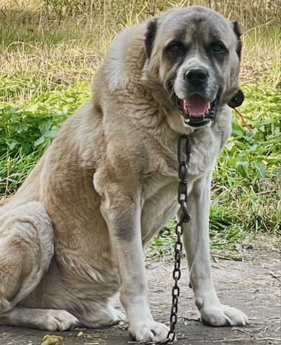 Вязка Алабай Ищем девочку