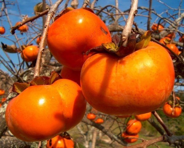 Pomi de Kaki soiul rosseyanka