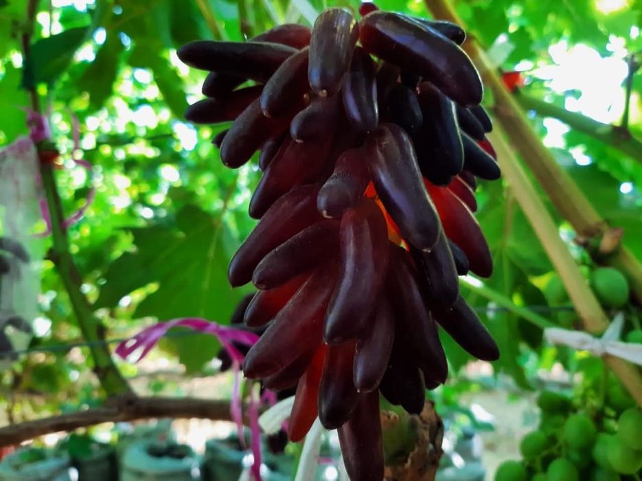 Vita de vie de masă anul 3