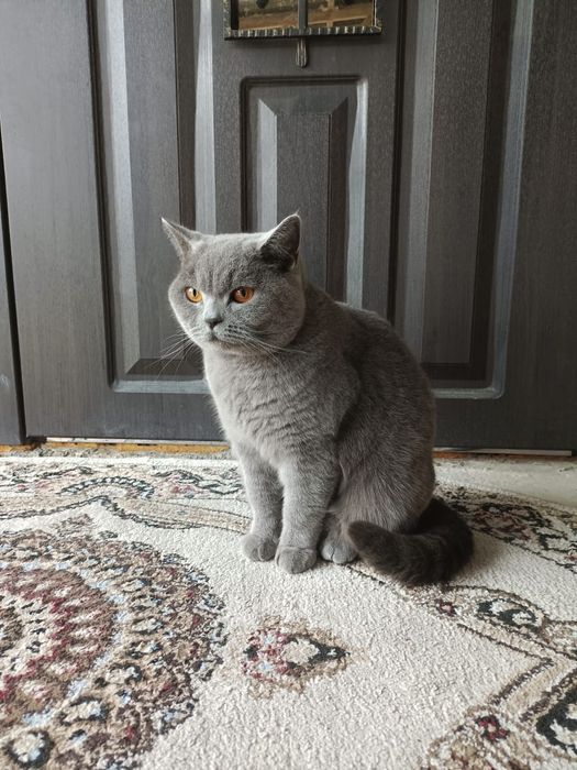 Британская кошка