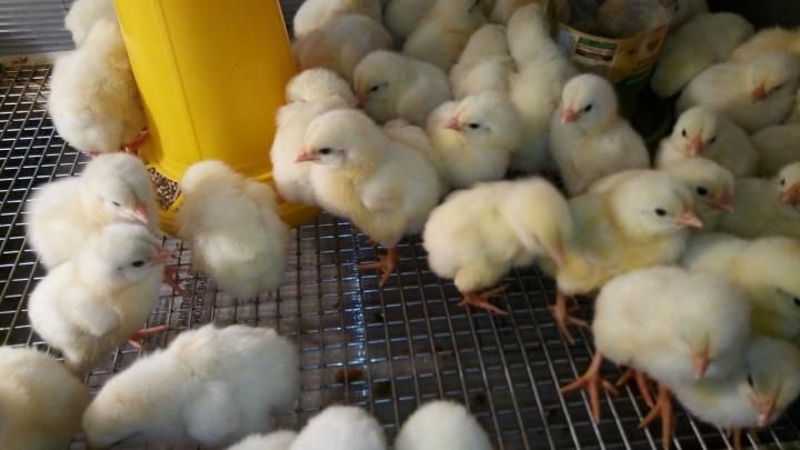 бройлеров породы ‘арбор ‘