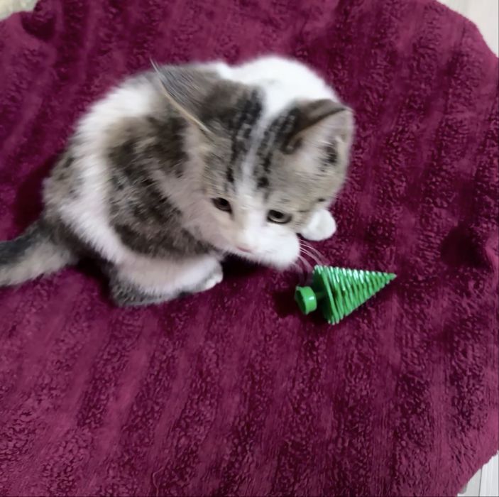 Котёнок в добрые руки