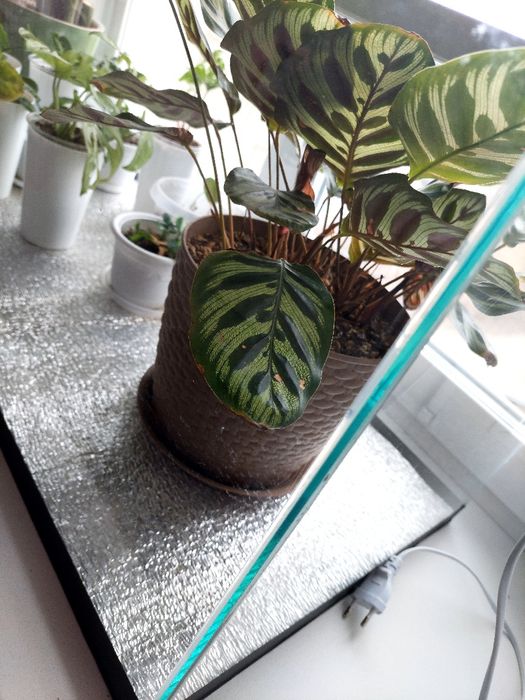 Продам, таррариум-тепличка