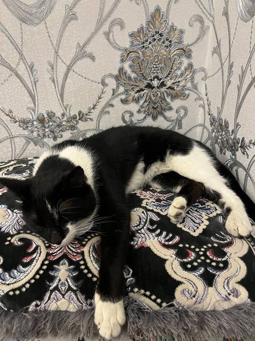 Отдам кота в добрые руки